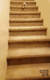 cat-stairs-are-hard.gif