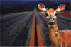 deer_headlights.jpg
