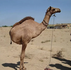 Millky Camel.png