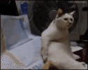 trizzy-trizzy019.gif