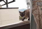 9R0D.gif