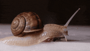 snail-close-up.gif