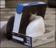 1687157097045.gif
