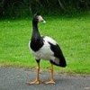 Magpie goose.jpg