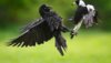 crow v magpie.jpg