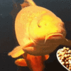 fish-eating-fish-eating-from-spoon.gif