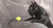 201.65.gif
