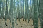 140810164130-16-sagano-bamboo-forest.jpg