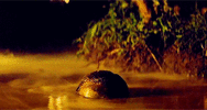 C34B9B28-6548-4BDA-ACF2-9984B0EF4720.gif