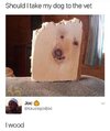 dog wood.jpg
