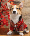 corgi - Chinese New year dress.png