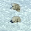 bears in snow.gif