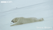 bear sliding down snow.gif