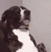 1698605341262.gif