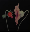 1699674248458.png