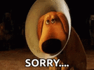 tdc_Sorry Dog.gif tdc_Sorry Dog.gif