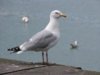 seagull-1.jpg