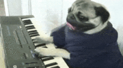 Funny+pug+meme+gif+piano.gif