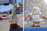 wrinkle-the-duck-running-marathon-wins-medal-1.jpg