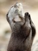 Praying-Otter-620x836.jpg