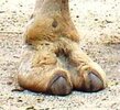 Camel_Foot.jpg