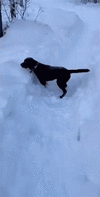 dog-jumping-on-a-snow-snow.gif