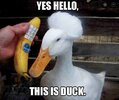 calling-duck-meme-499x420.jpg