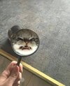 cat microglass_n.jpg