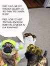 Fleabane-and-pugs-meeting-Fred.jpg