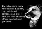 Dog's bike.jpg