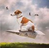 dog on paper plane.jpg