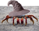 crab wiz.png