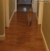 1712318511953.gif