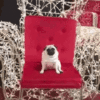 pug-king.gif