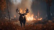 chaos a moose navigates the burning forest