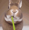 konijn-rabbit.gif