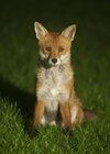 fox_1.jpg