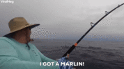 Marlin.gif