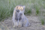 about-manul.jpg