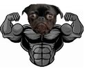 muscle pug.jpg