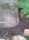 giphy1-ezgif.com-cut.gif