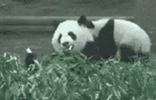 angry-panda-let-me-eat-reaction-htyinj8sin8l5xcc.gif
