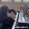 chimp piano 2.gif