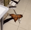 squirrelplaysdead-squirrel-plays-dead.gif squirrelplaysdead-squirrel-plays-dead.gif