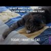 Want to Cat Today.jpg