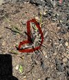 IMG_0074.jpeg