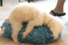 DogHumpGifPillow.gif