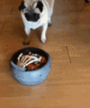 dog-hand.gif