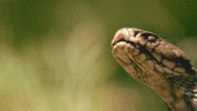 snake venon.gif