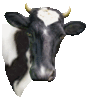 AnimMoo_342_test.gif